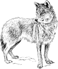 Kleurplaat van een wolf in cartoon-stijl