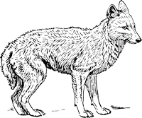 Coloriage d'un loup de style dessin animé