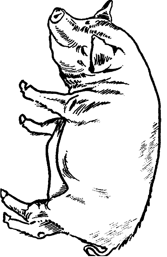 Drawing 5 from Pigs coloring page to print and coloring