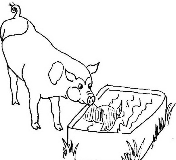 Ritning 14 av grisar för tryck och färg