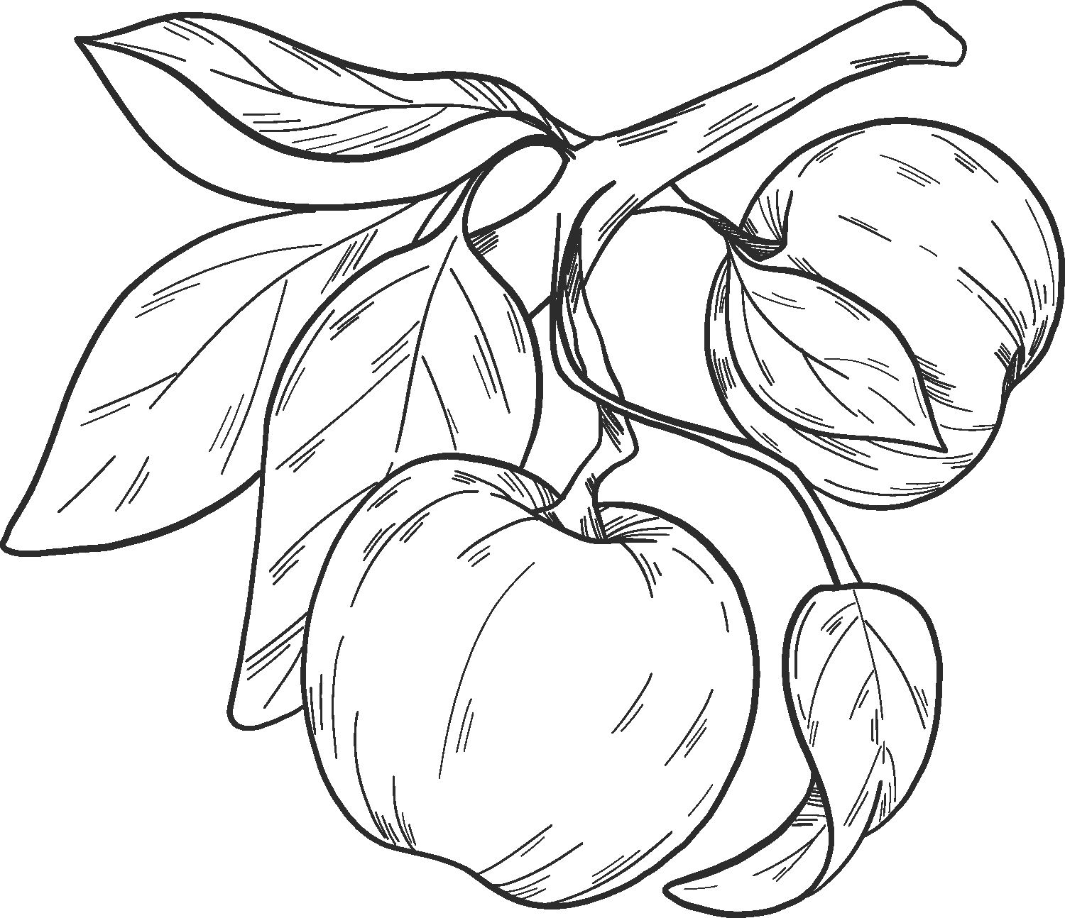 Apple 12  coloring page to print and coloring