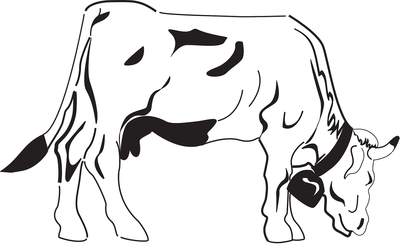 Coloring page of cow with head bowed on the meadow