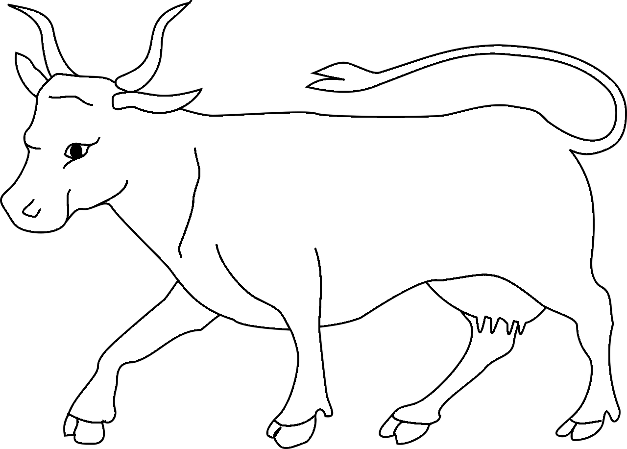 Langhoornige koe kleurplaat