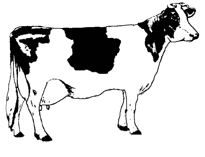 Tekening 10 koeien om af te drukken en te kleuren