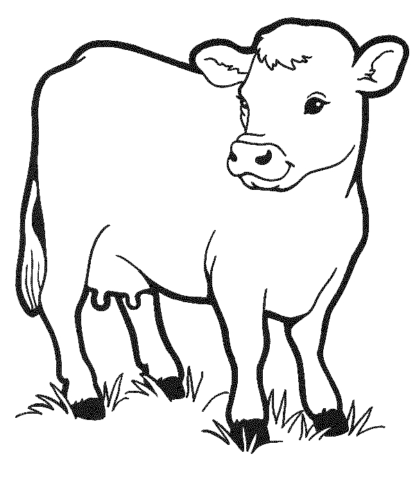 Disegno 13 di mucche da stampare e colorare