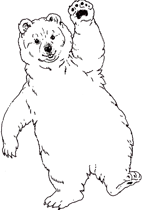 Dibujo 23 de osos para imprimir y colorear