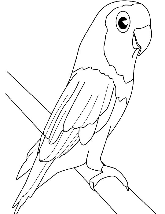 Drawing 3 from Parrots coloring page to print and coloring