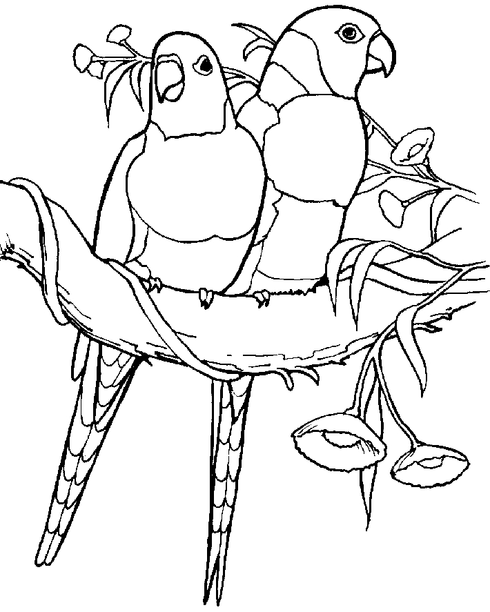 Drawing 8 from Parrots coloring page to print and coloring
