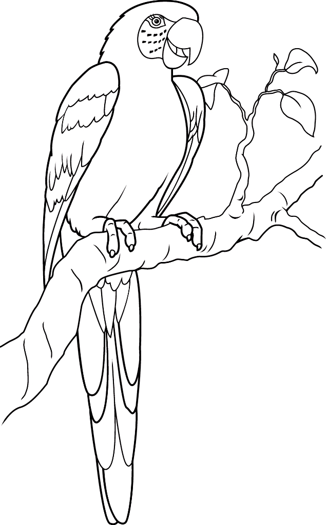 Drawing 11 from Parrots coloring page to print and coloring