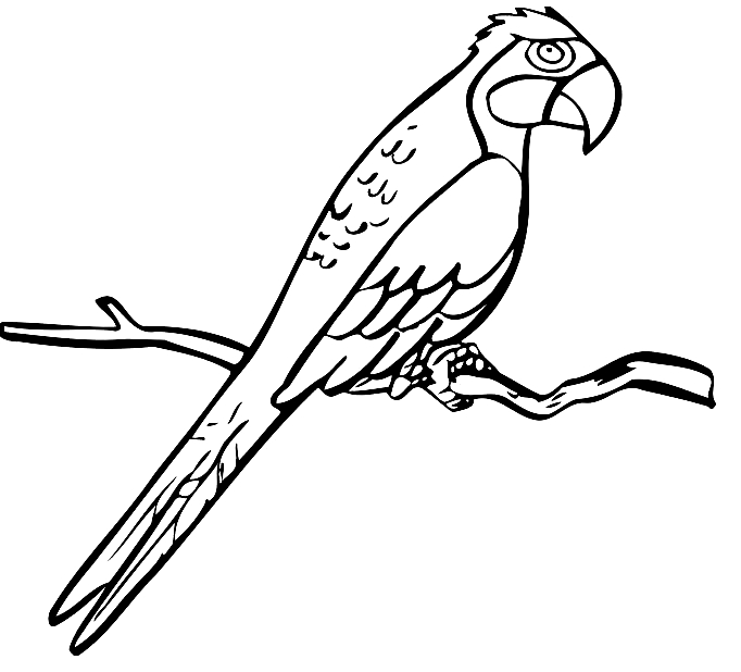 Disegno 12 di pappagalli da stampare e colorare