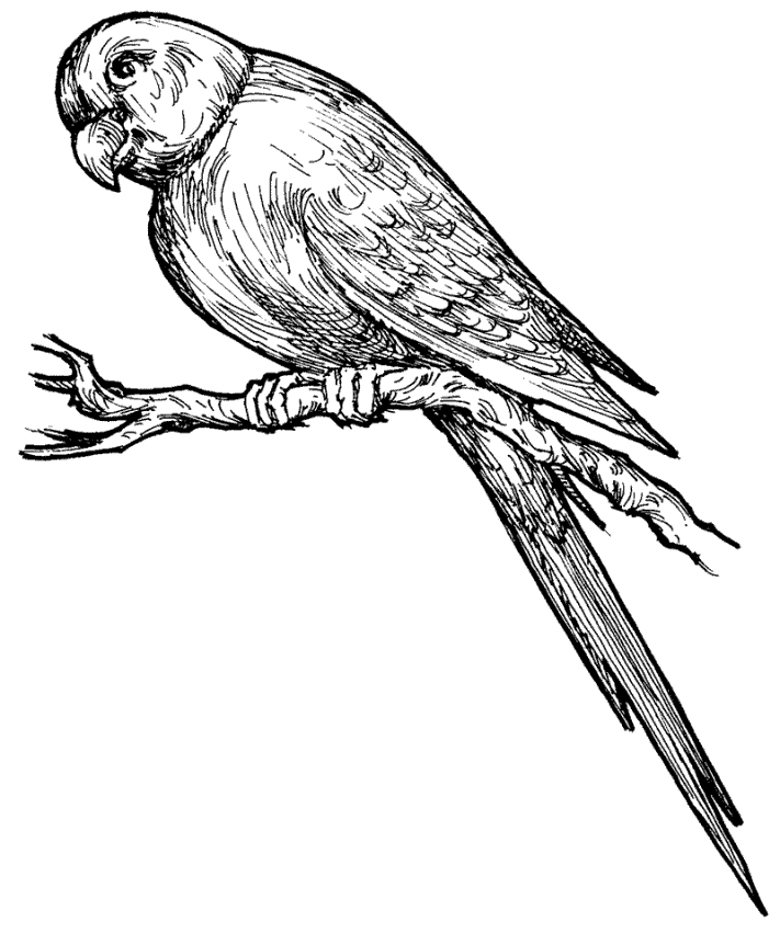 Drawing 14 from Parrots coloring page to print and coloring