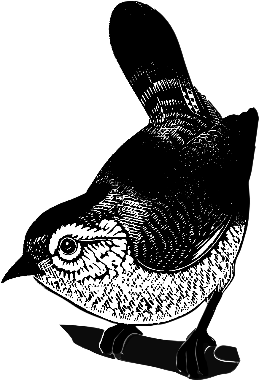 Coloring page of a sparrow