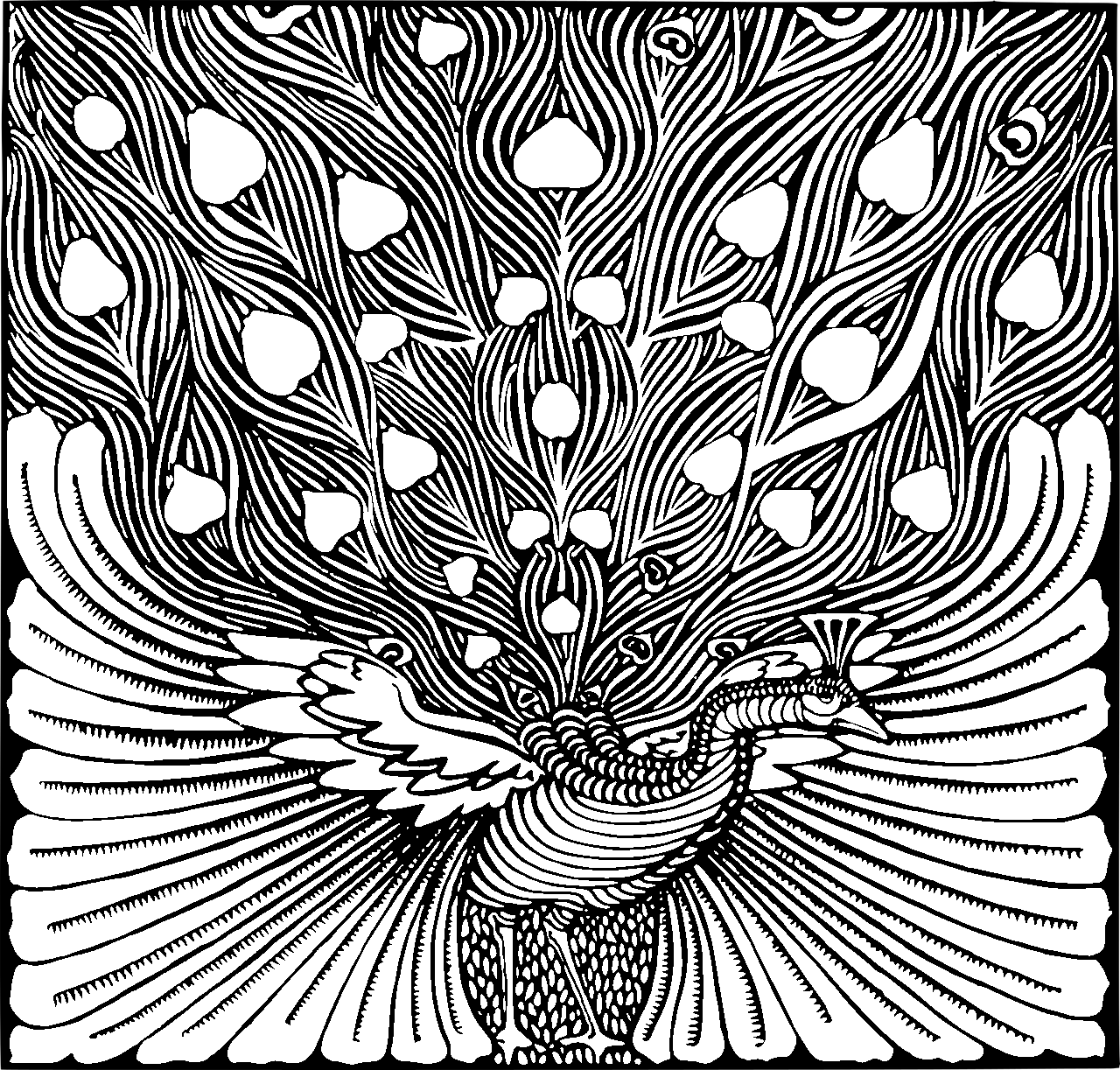 Coloring page of a peacock