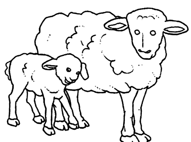 Disegno 4 di pecore da stampare e colorare