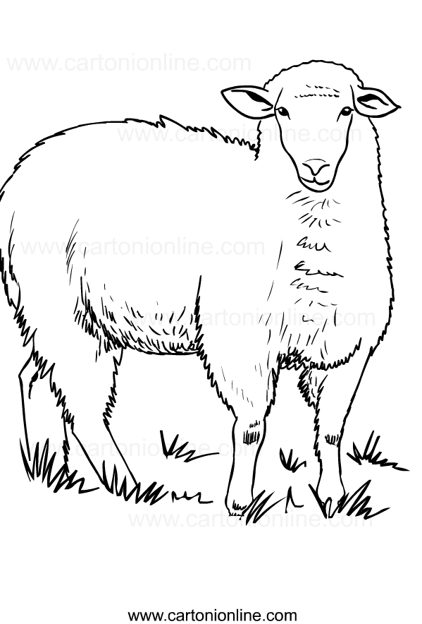 Disegno di pecore da stampare e colorare