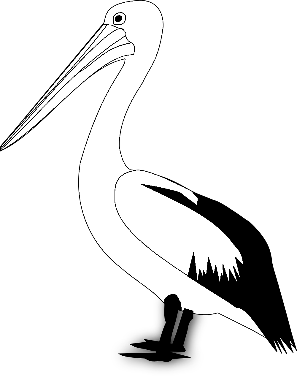 Coloring page of a pelican