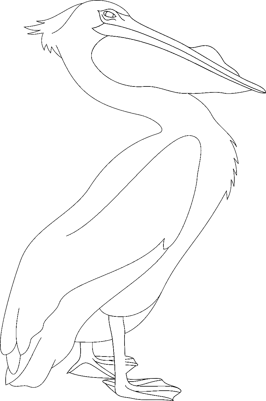 Kleurplaat van een pelikaan