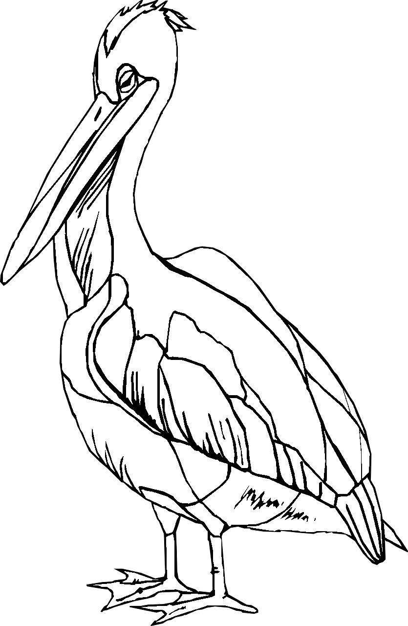 Målarbild för en pelikan