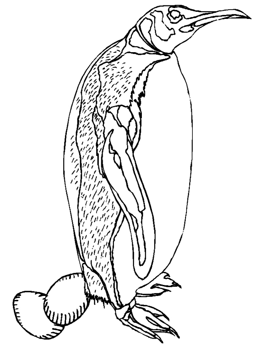Drawing 13 from Penguins coloring page to print and coloring