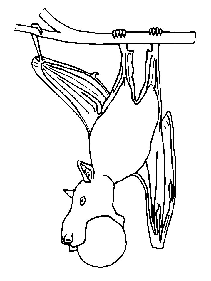 Drawing 4 from bats coloring page to print and coloring