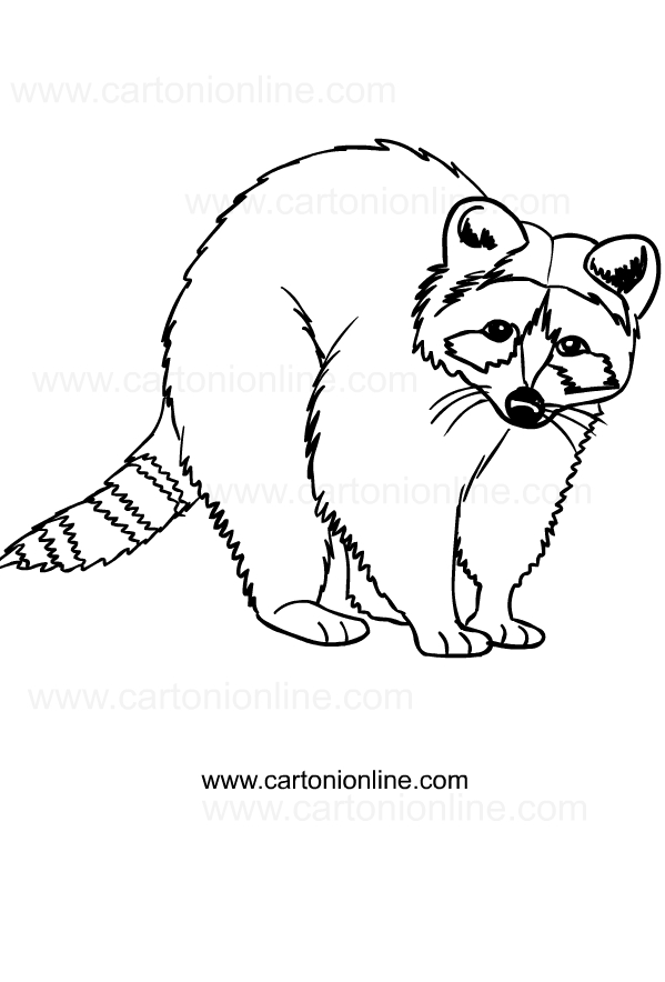 Raccoons desen pentru imprimare și culoare
