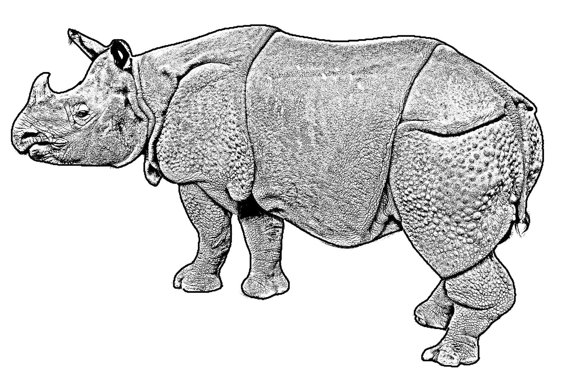 Disegno da colorare di un rinoceronte