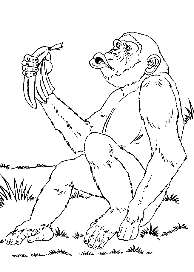 Disegno 1 di scimmie da stampare e colorare