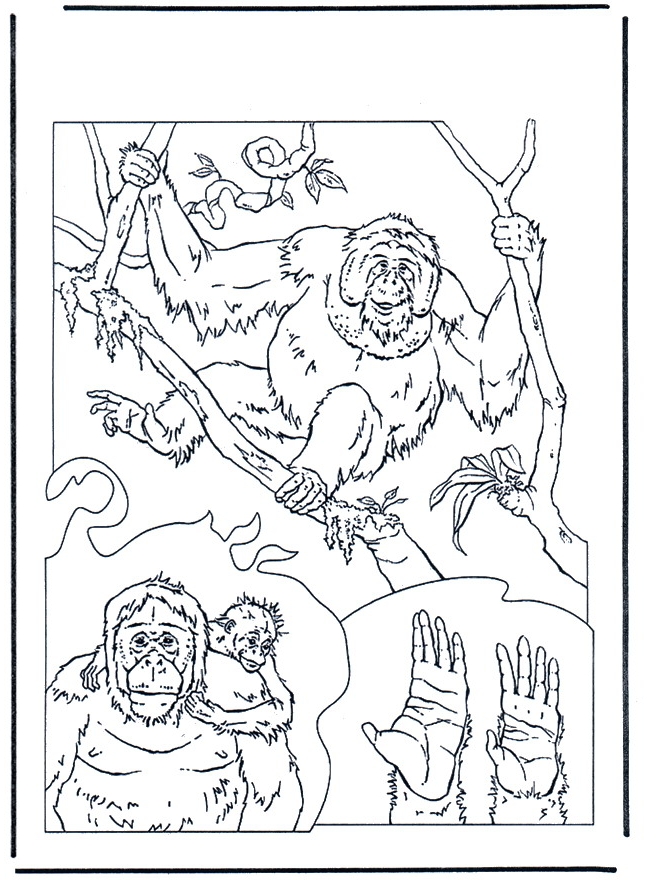 Desenho 11 de Macacos para imprimir e colorir