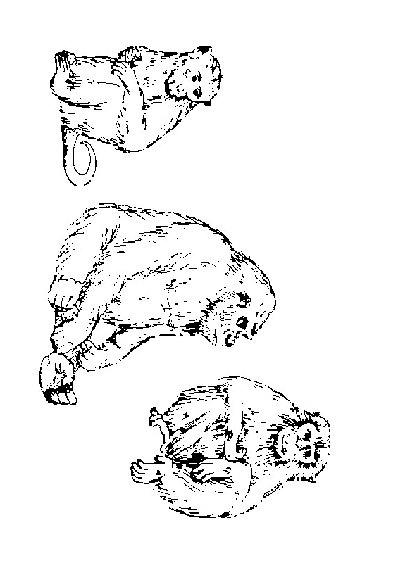 Desenho 19 de Macacos para imprimir e colorir