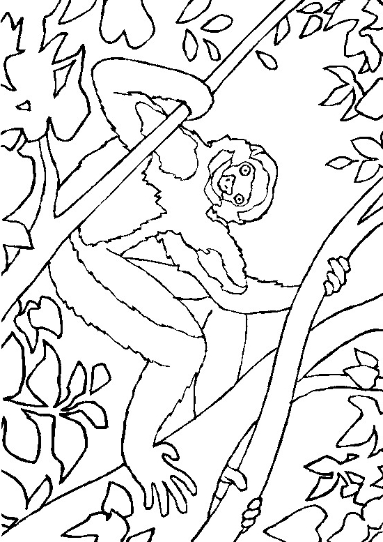 Disegno 21 di scimmie da stampare e colorare