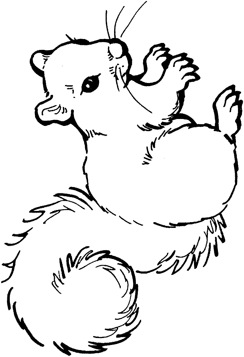 Drawing 22 from squirrels coloring page to print and coloring