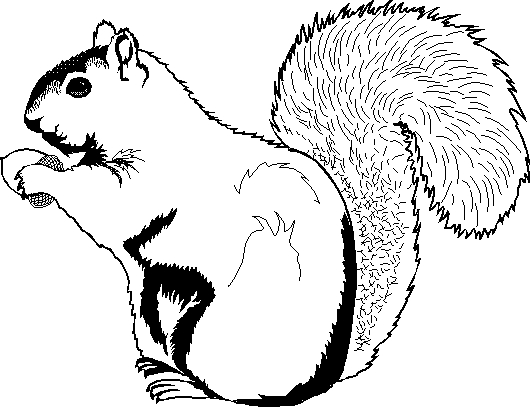 Drawing 23 from squirrels coloring page to print and coloring