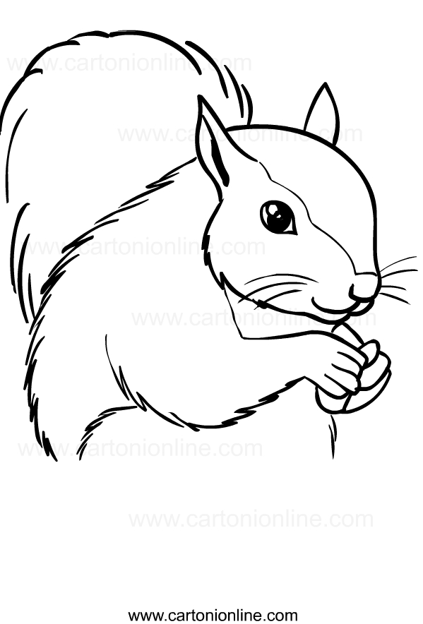 Disegno di scoiattoli da stampare e colorare