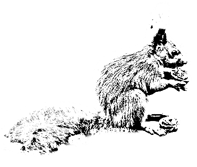 Coloriage d'un écureuil
