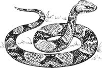 Coloriage d'un serpent de style dessin animé