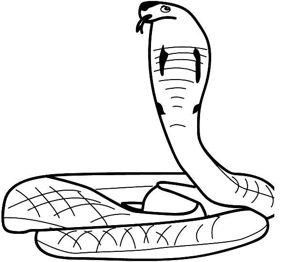 Disegno 4 di serpenti da stampare e colorare