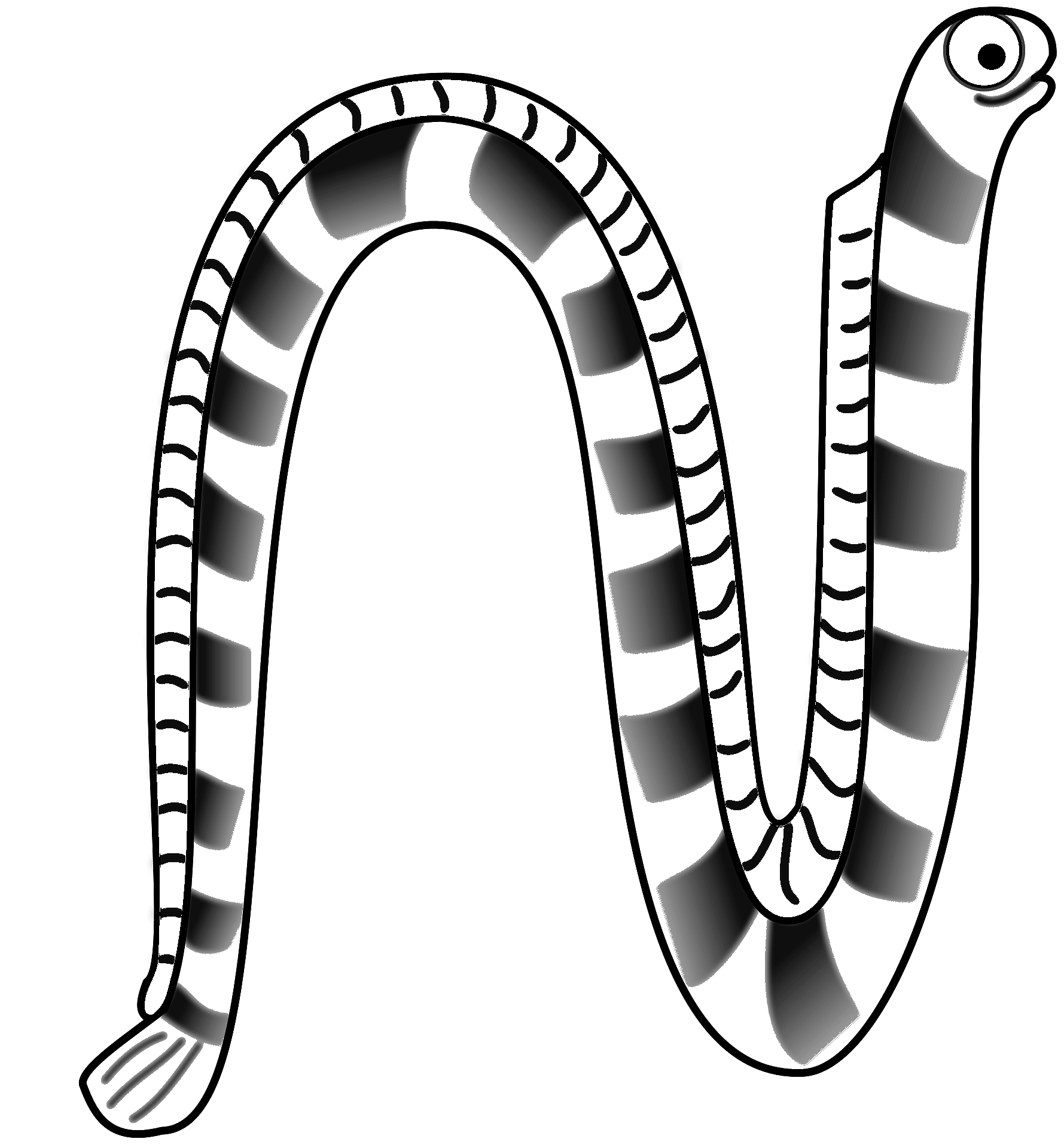 Coloring page of a cartoon style snake