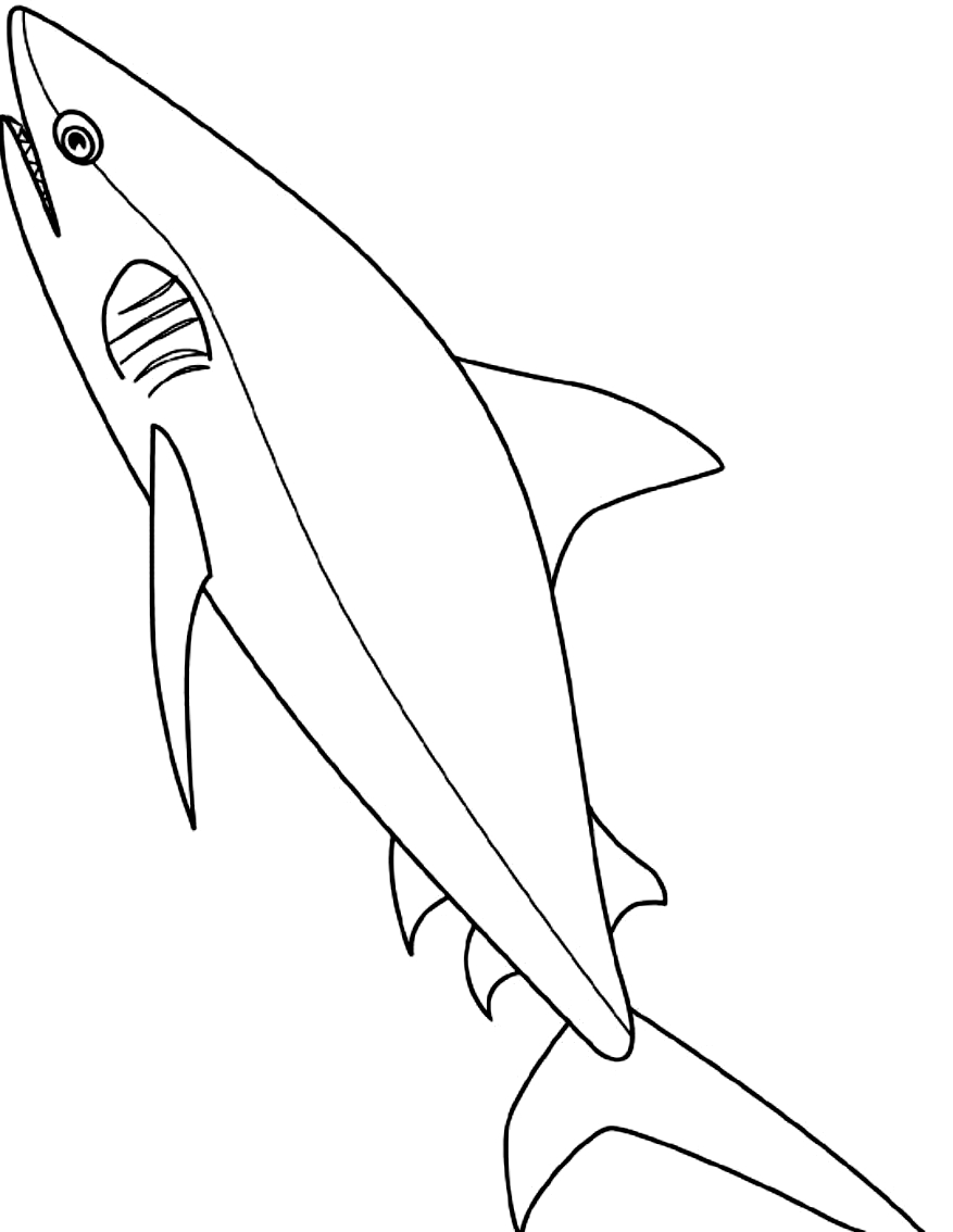 Disegno 2 di squali da stampare e colorare