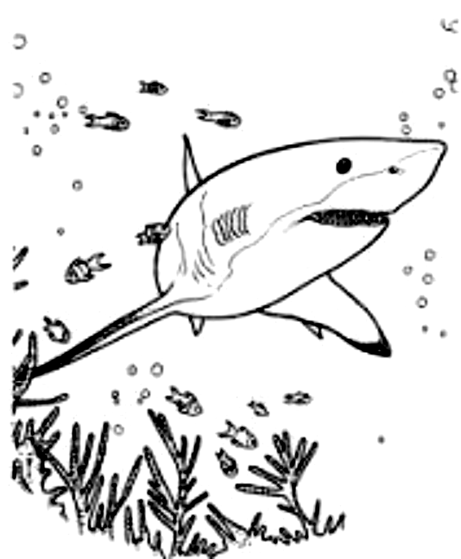 Dibujo 21 de Tiburones para imprimir y colorear