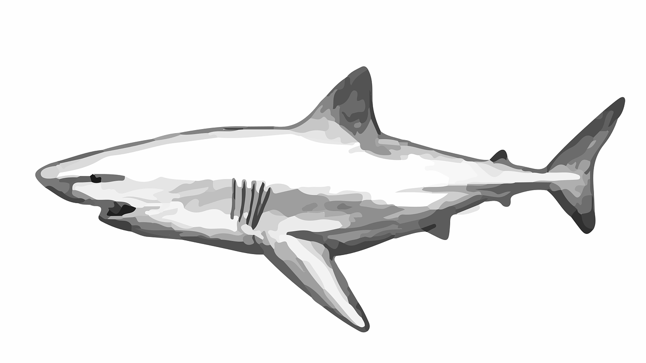 Dibujo para colorear de un tiburón
