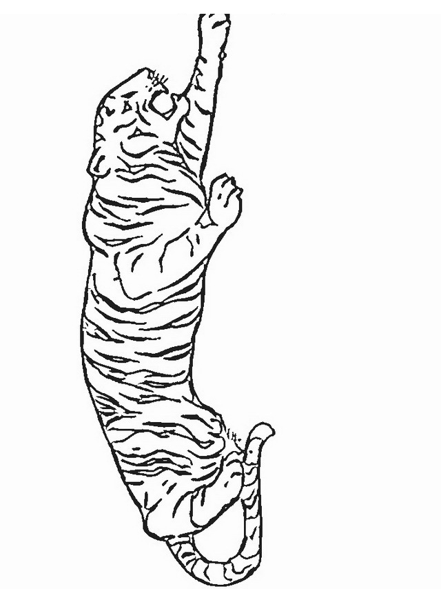Dibujo 18 de tigres para imprimir y colorear