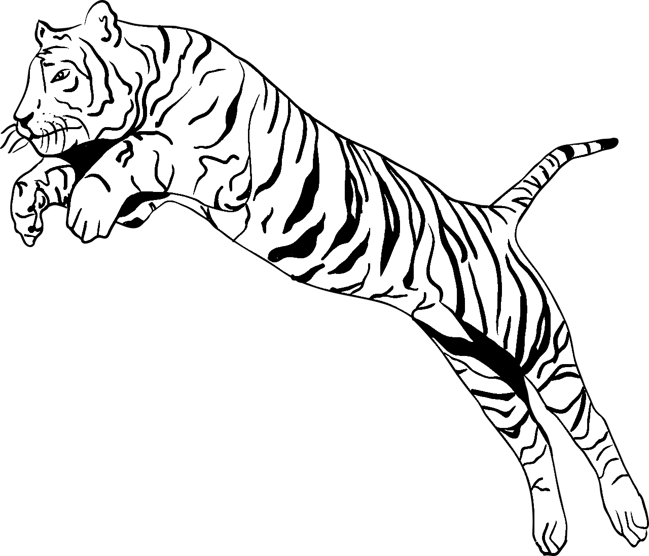 Pagina de colorat a unui tigru