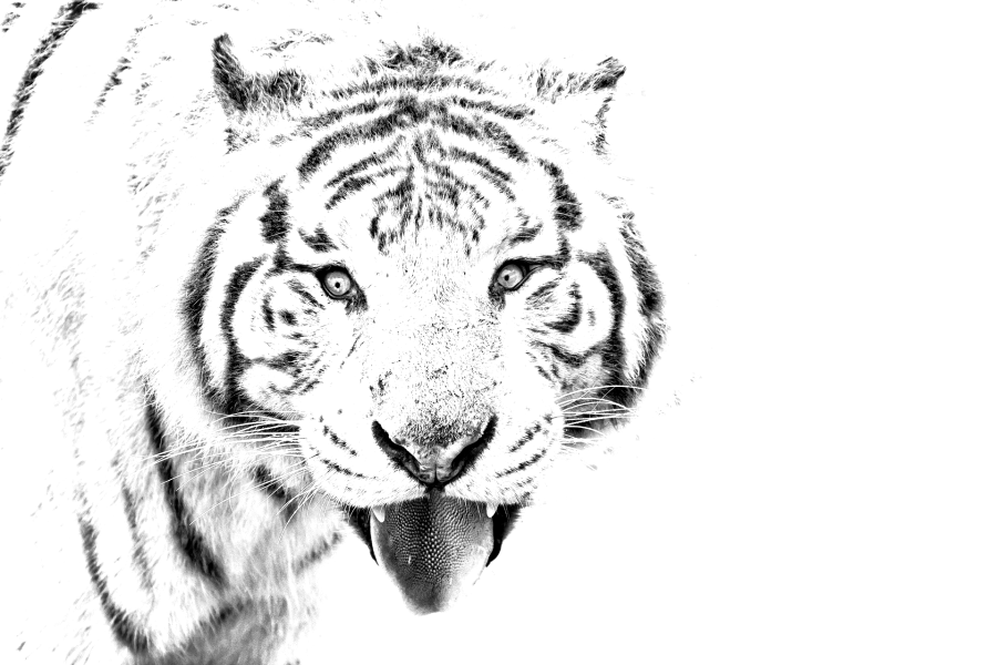 Coloring page of a tiger