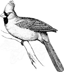 Realistic Red Cardinal coloring page
