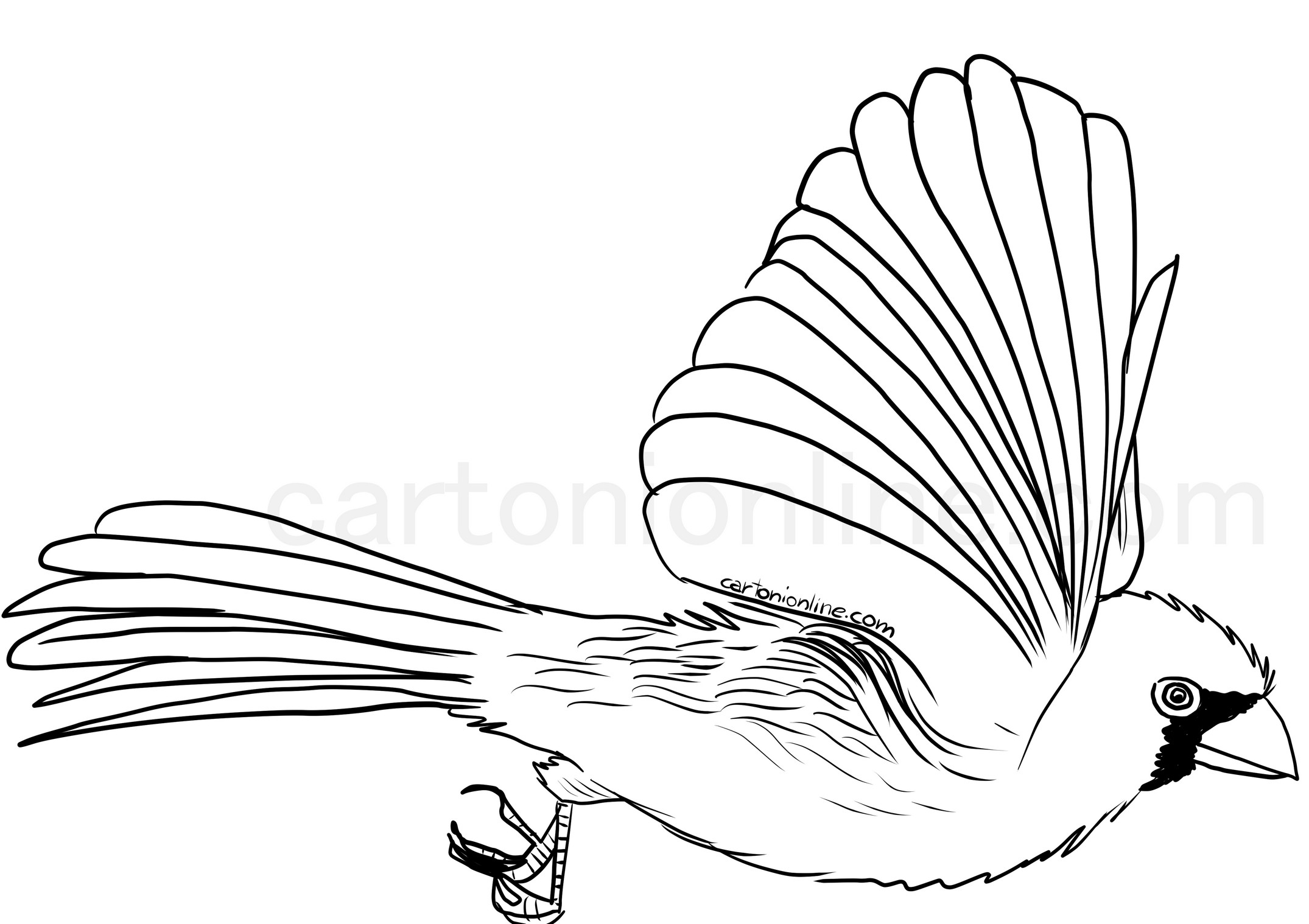 Realistic Red Cardinal coloring page