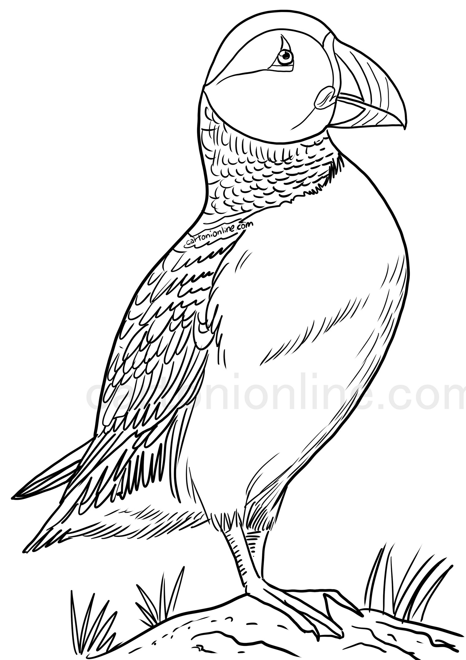 Realistic Fratercula coloring page