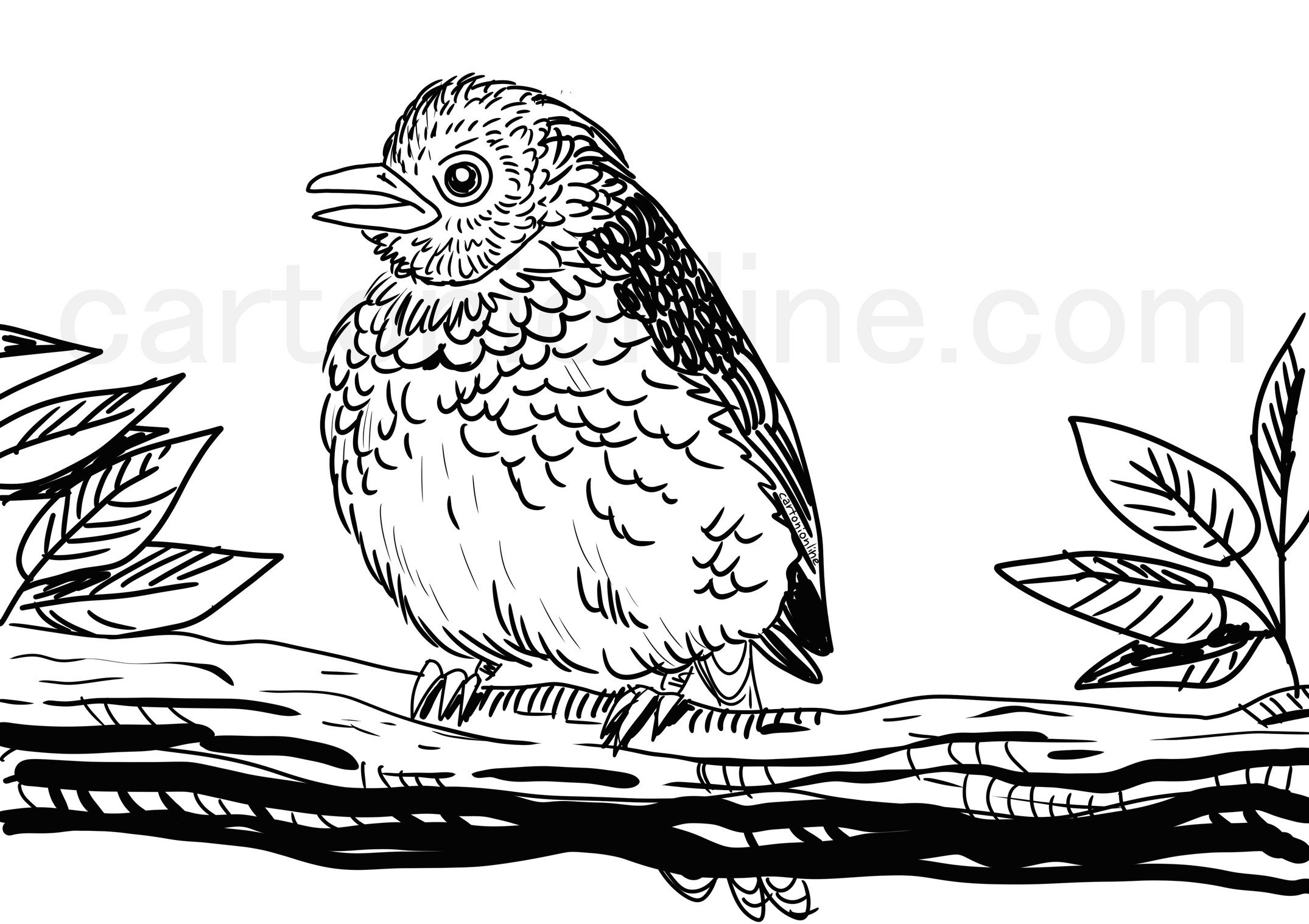 Coloriage - Poussin oiseau Sialia