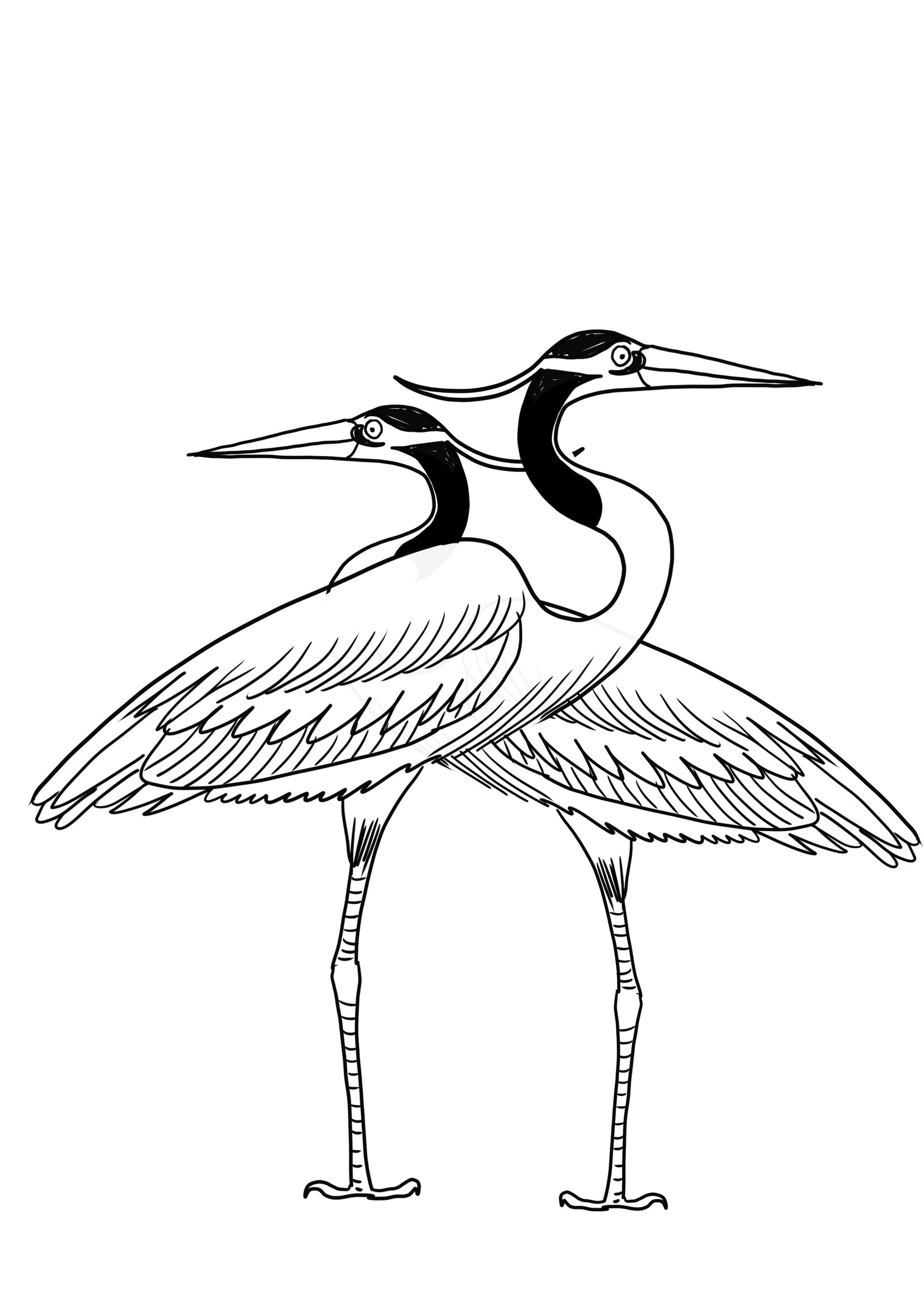 Couple of geese coloring page