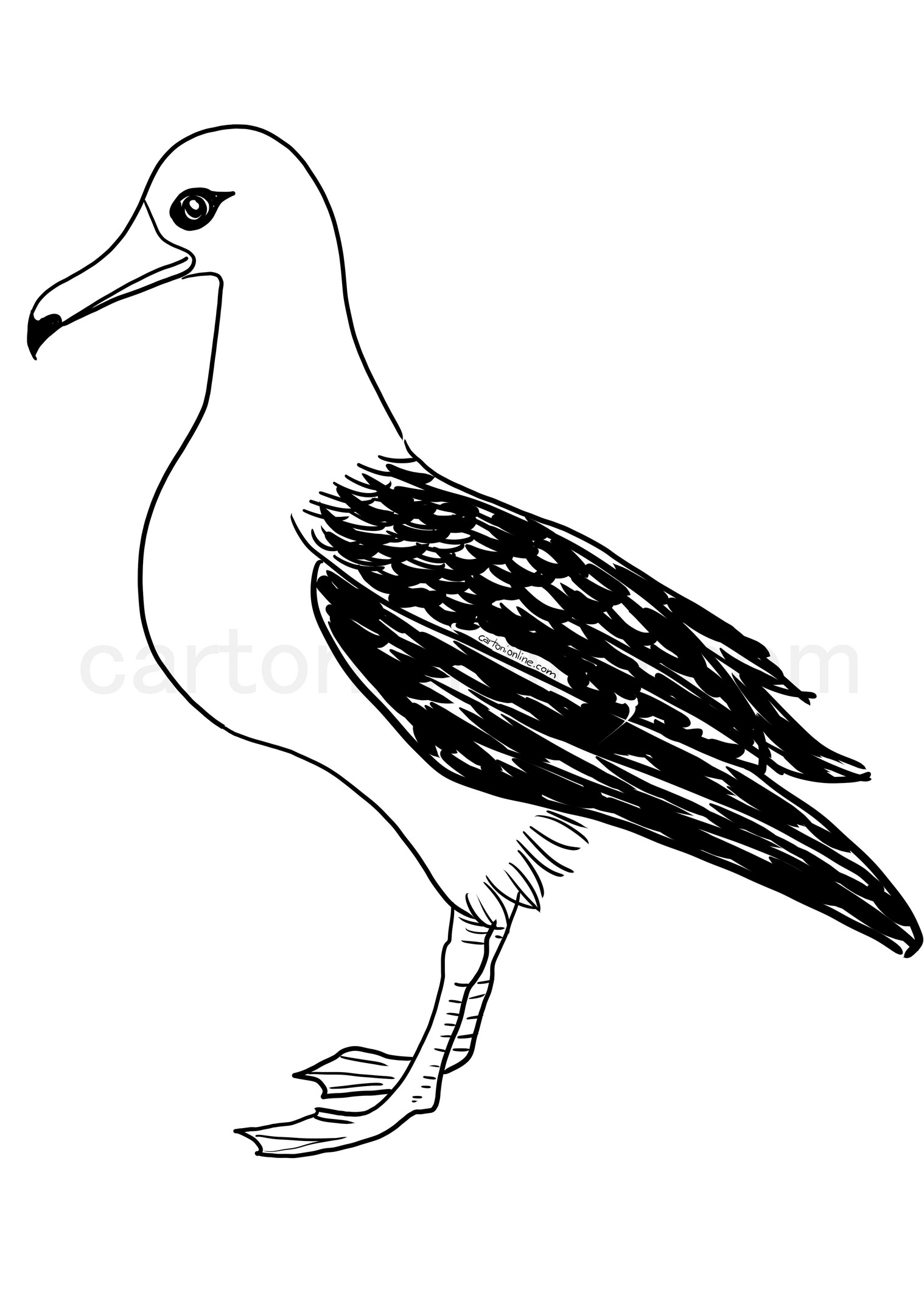 Realistic Albatross coloring page to print and coloring