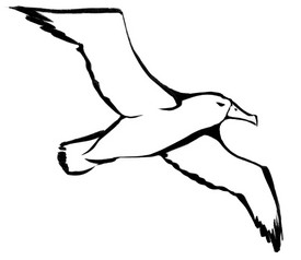 Dibujo de Albatros realista para colorear
